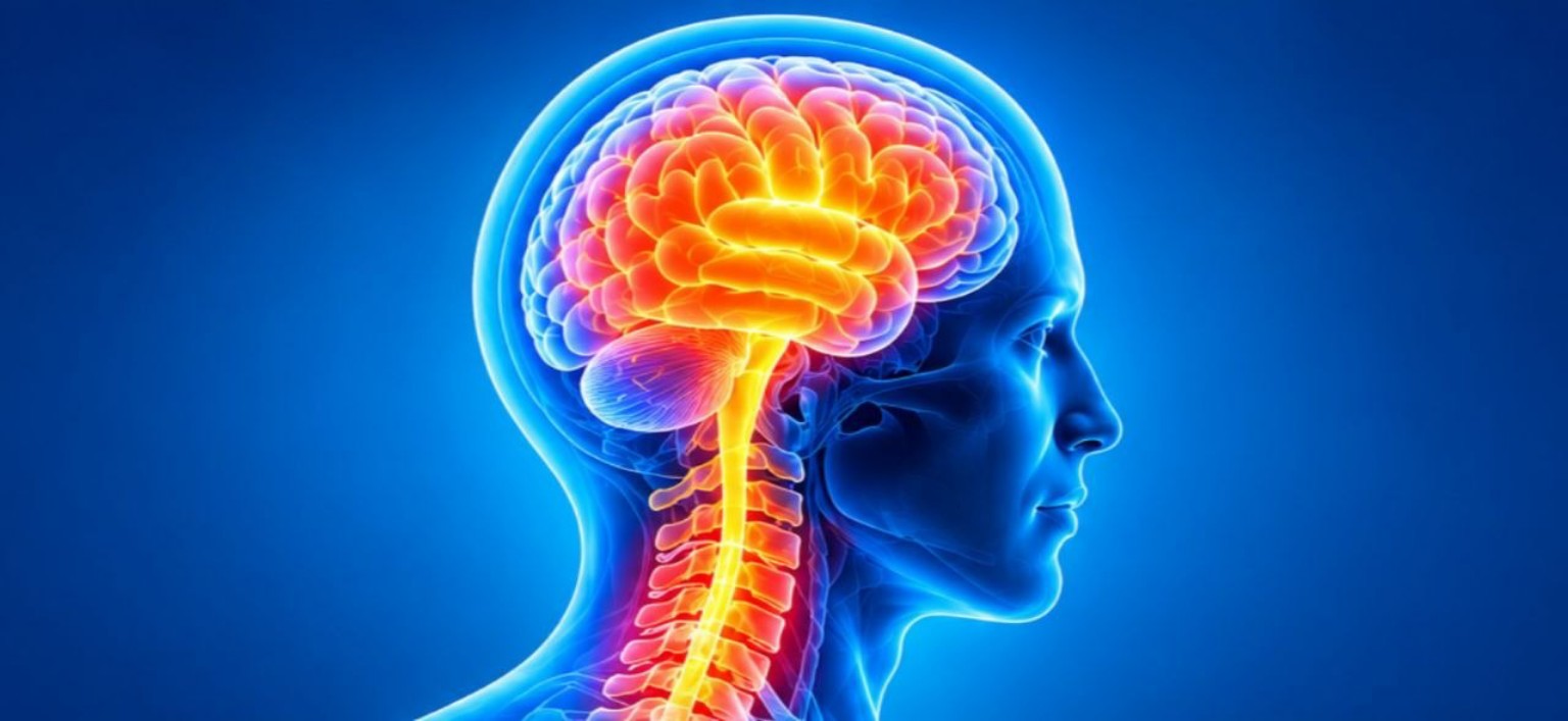 Brain and neurological medical illustration